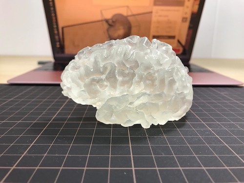 左大脳半球モデル